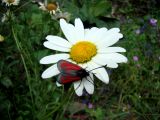 Purpur Widderchen (1)